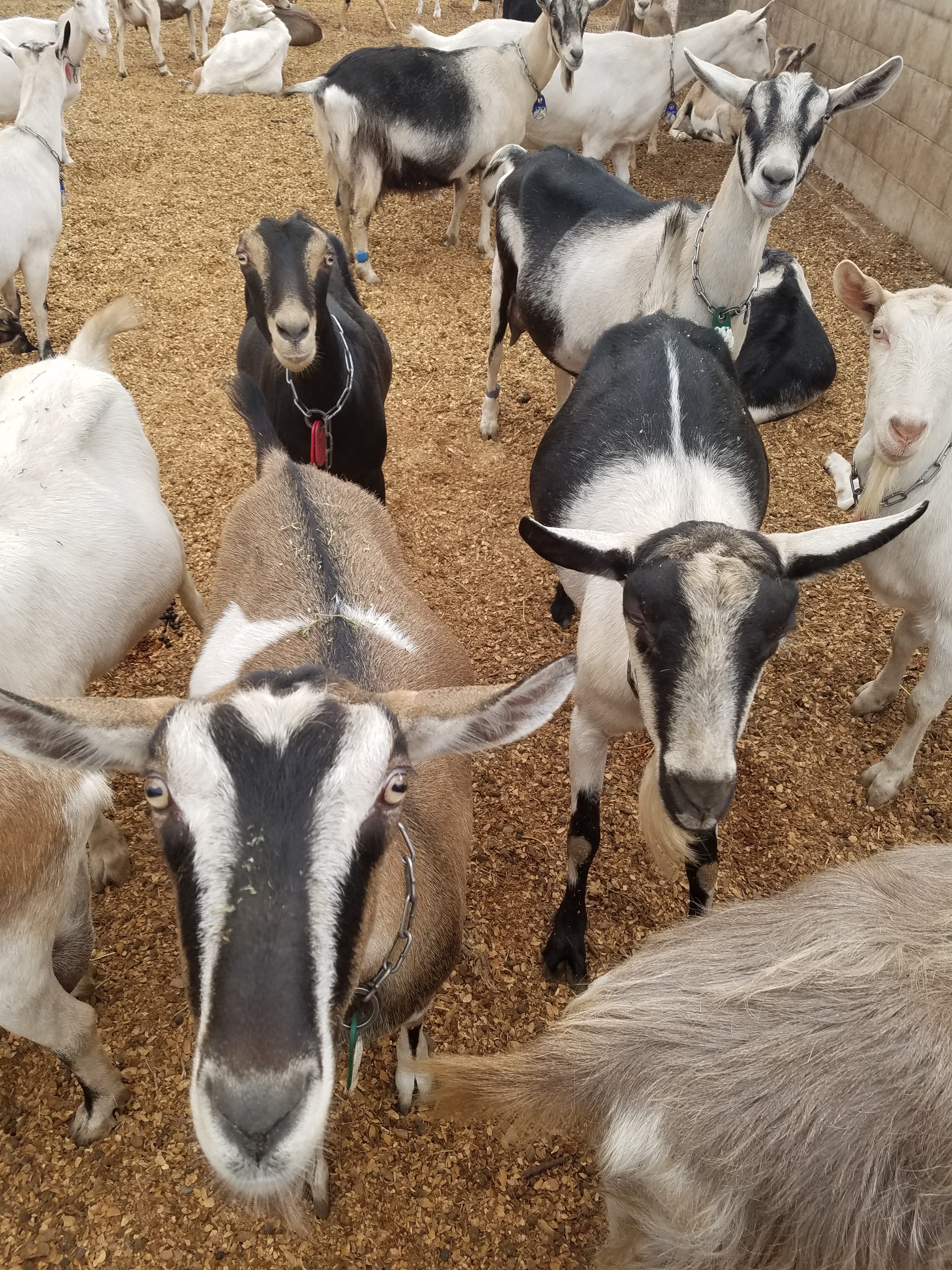Cypress Goats